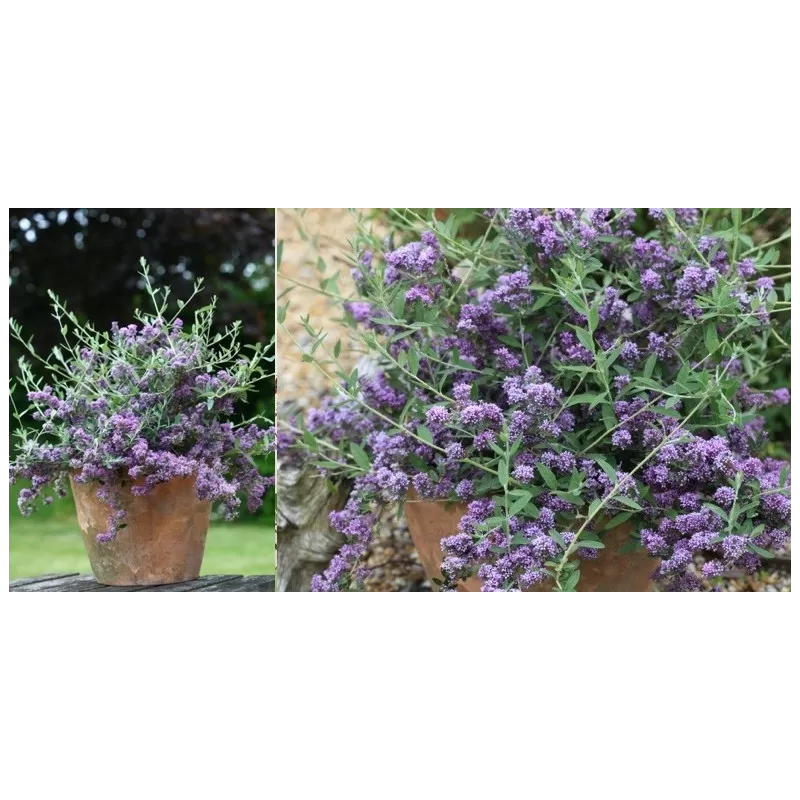 Pražangialapių budlėjų sodinukai su pristatymu į namus