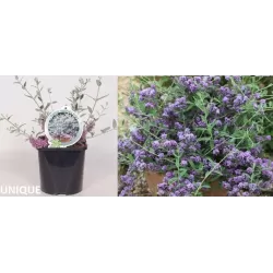 Pražangialapių budlėjų sodinukai su pristatymu į namus