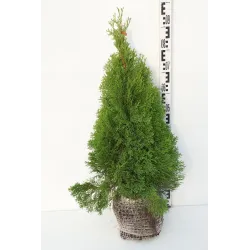 Vakarinė tuja - Thuja occidentalis SMARAGD (Gyvatvorių pakuotės)