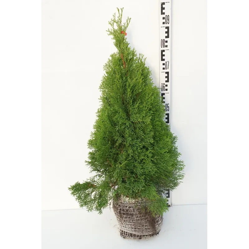 Vakarinė tuja - Thuja occidentalis SMARAGD (Gyvatvorių pakuotės)