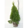 Vakarinė tuja - Thuja occidentalis SMARAGD (Gyvatvorių pakuotės)