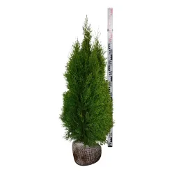 Vakarinė tuja - Thuja occidentalis SMARAGD (Gyvatvorių pakuotės)