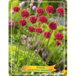 Gvaizdė - Armeria pseudarmeria BALLERINA RED