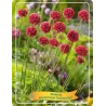 Gvaizdė - Armeria pseudarmeria BALLERINA RED