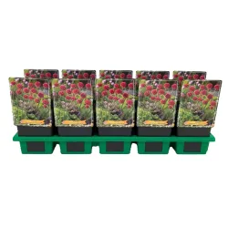 Gvaizdė - Armeria pseudarmeria BALLERINA RED