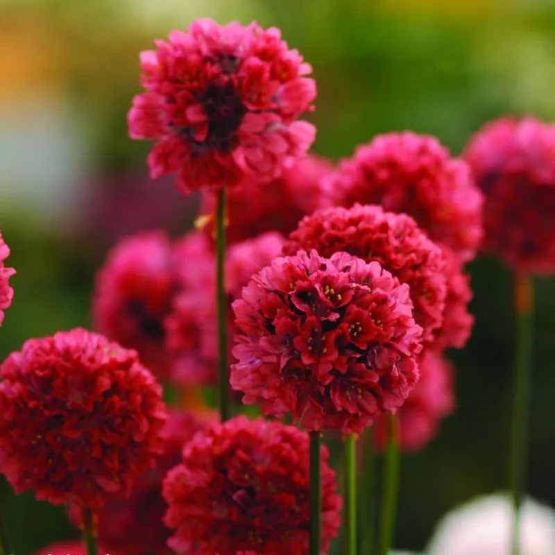 Gvaizdė - Armeria pseudarmeria BALLERINA RED