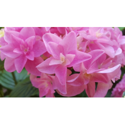 Hortenzija - Hydrangea macrophylla You & Me Perfection® P12...
