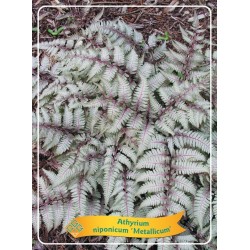 Japoninis blužniapapartis - Athyrium nipponicum METALLICUM