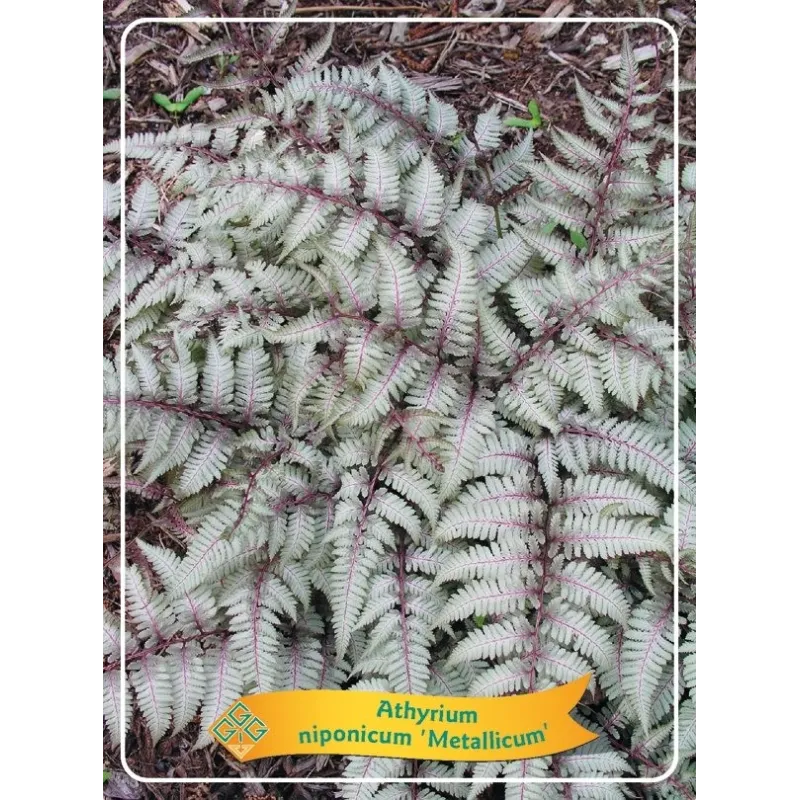 Japoninis blužniapapartis - Athyrium nipponicum METALLICUM