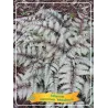 Japoninis blužniapapartis - Athyrium nipponicum METALLICUM