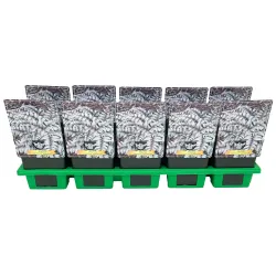 Japoninis blužniapapartis - Athyrium nipponicum METALLICUM