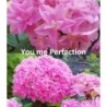 Hortenzija - Hydrangea macrophylla You & Me Perfection® P12 UŽSAKYMAS 2022 M