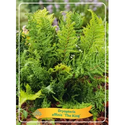 Dekoratyviniai augalai internetu