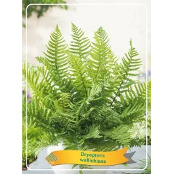 Hoogeveen augintojo vijokliniai ir kiti augalai internetu