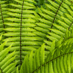 Dekoratyviniai augalai internetu