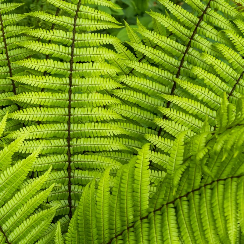 Dekoratyviniai augalai internetu