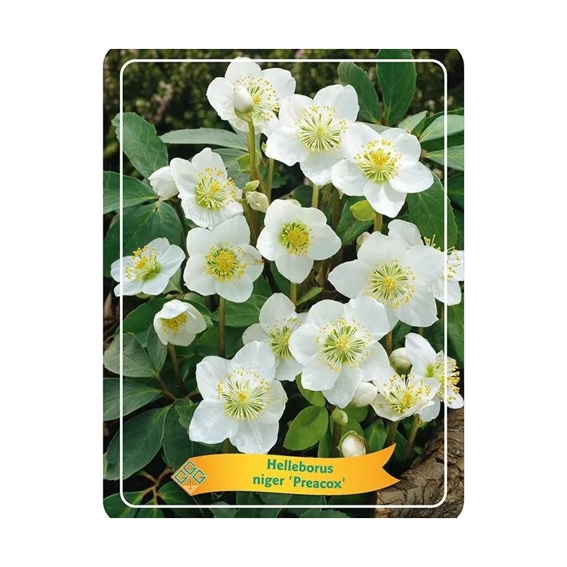 Eleboras - Helleborus niger PRAECOX