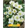 Helleborus niger PRAECOX