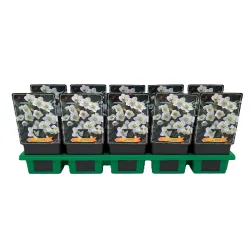 Helleborus niger PRAECOX