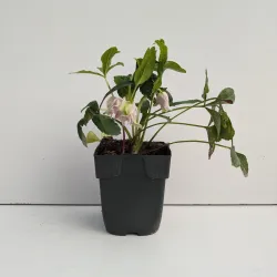 Čėras (eleboras) - Helleborus orientalis DOUBLE MIXED