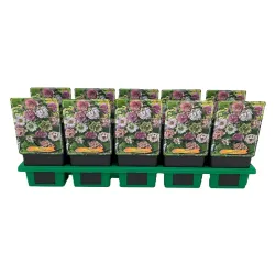 Čėras (eleboras) - Helleborus orientalis DOUBLE MIXED