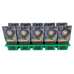 Helleborus orientalis SINGLE BLACK