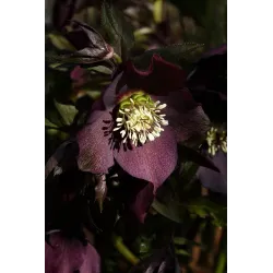 Helleborus orientalis SINGLE BLACK