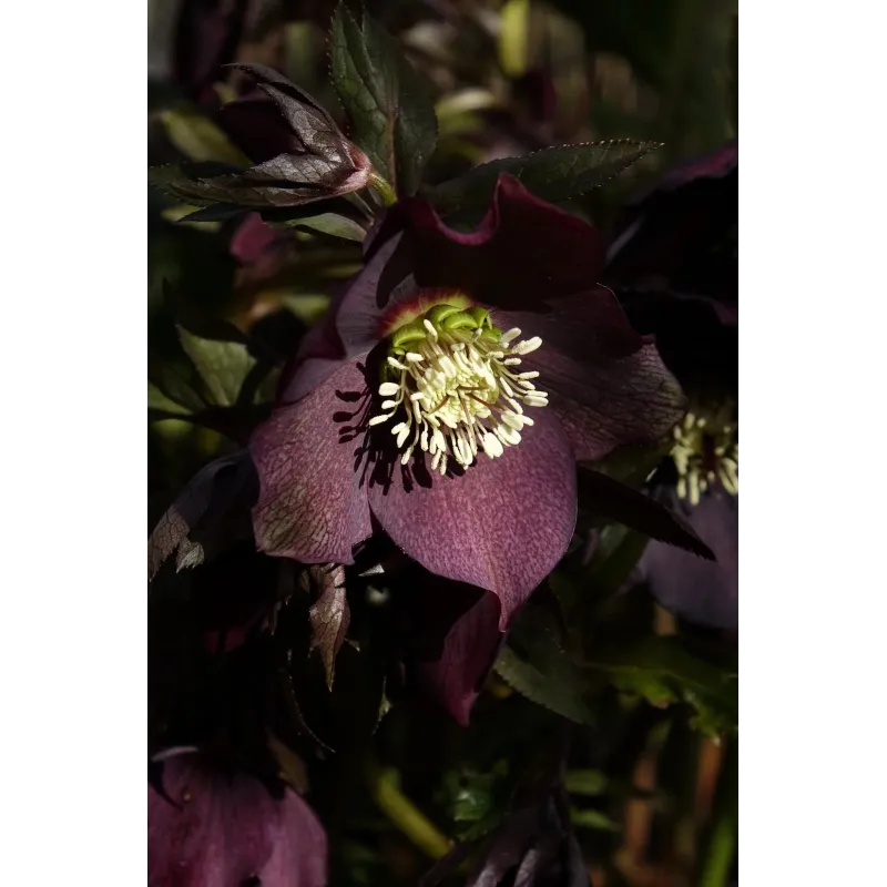 Helleborus orientalis SINGLE BLACK