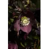 Helleborus orientalis SINGLE BLACK
