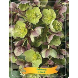Helleborus x STERNII