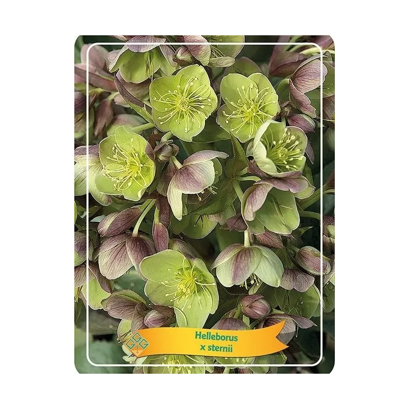Eleboras - Helleborus x STERNII