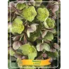 Helleborus x STERNII