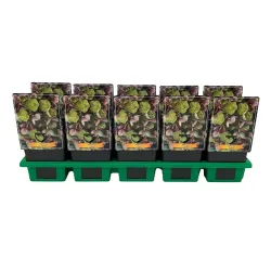 Eleboras - Helleborus x STERNII