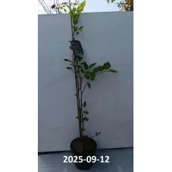 Juodasis šilkmedis su pristatymu į namus