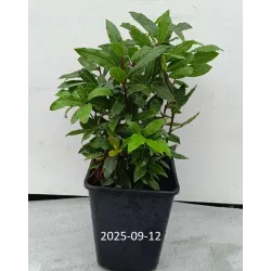 Kilnusis lauramedis su pristatymu į namus