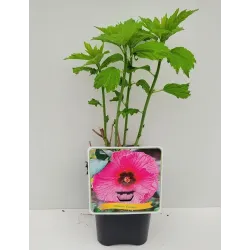 Hibiscus FANTASIA