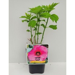 Hibiskas - Hibiscus FANTASIA