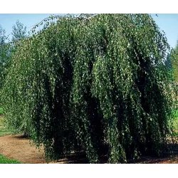 Karpotasis beržas - Betula pendula YOUNGII
