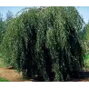 Karpotasis beržas - Betula pendula YOUNGII