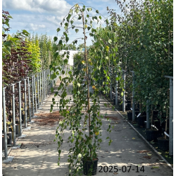 Karpotasis beržas - Betula pendula YOUNGII