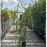 Karpotasis beržas - Betula pendula YOUNGII