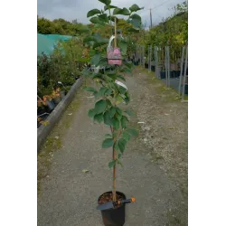 Magnolija - Magnolia GENIE