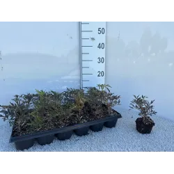 Juoduogis šeivamedis Black Lace su pristaymu į namus