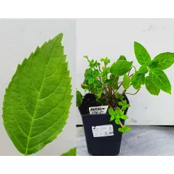 Darželinė hortenzija - Hydrangea macrophylla FREUDENSTEIN