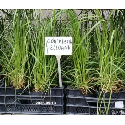 Argentininė kortaderija - Cortaderia selloana ROSEA / PINKA