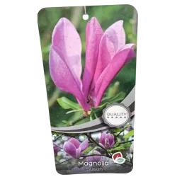 Magnolija - Magnolia liliiflora x stellata Susan