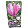 Magnolija - Magnolia liliiflora x stellata Susan