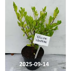 Medžiai ir krūmai internetu su pristatymu į namus visoje Lietuvoje