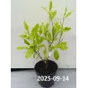 Magnolia stellata
