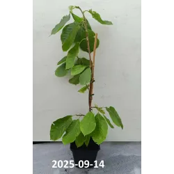 Magnolia denudata YELLOW RIVER